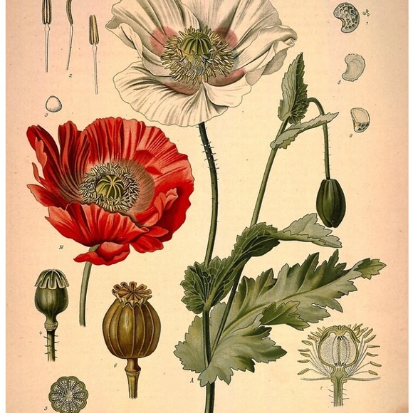 Meet your Posher, Rob - Picture 3 of 16